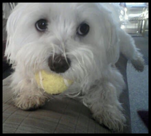 stained glass patterns for custom pet memorial panels