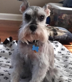 custom cremains pet stained glass