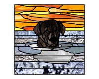 (image for) Black labrador water reflection