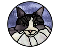 (image for) Black and white cat 1