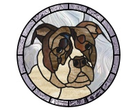 American bully - pit bull - boxer - terrier mix (image for) American bully - pit bull - boxer - terrier mix