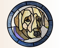 (image for) Yellow labrador (retriever)