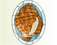 (image for) Shells - Cone seashell oval