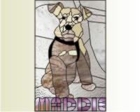 (image for) Miniature schnauzer Maddie